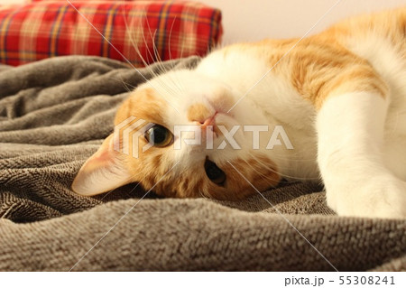 まったりする猫 まったりする猫 55308241