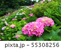 紫陽花 55308256