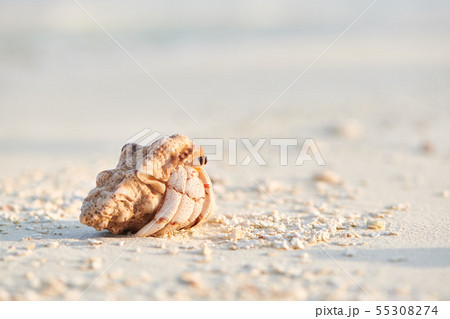 Hermit Crab on a beach Hermit Crab on a beach 55308274