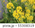 ハチと菜の花 55308319