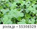 三つ葉としずく 55308329