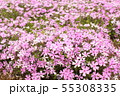 芝桜 55308335