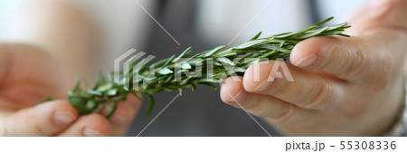 Male Hands Holding Green Rosemary Ingredient Male Hands Holding Green Rosemary Ingredient 55308336
