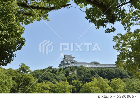 初夏の和歌山城 55308667