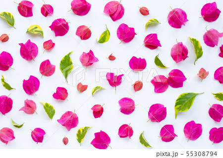 Beautiful red bougainvillea flower on white 55308794