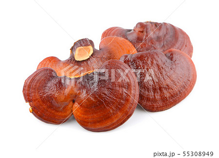 Ganoderma Lucidum Mushroom isolated on white 55308949
