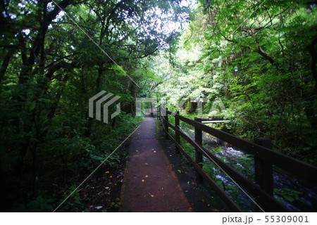 城ヶ崎海岸 橋立遊歩道 55309001