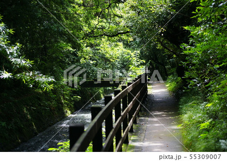 城ヶ崎海岸 橋立遊歩道 55309007