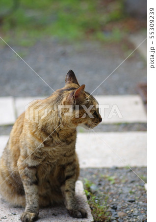 たたずむ猫 たたずむ猫 55309239