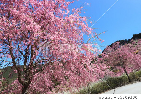 高見の郷　千本のしだれ桜 55309380