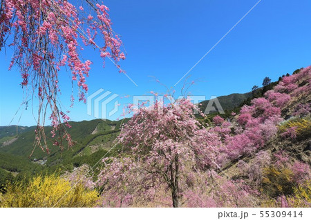 高見の郷　千本のしだれ桜 55309414