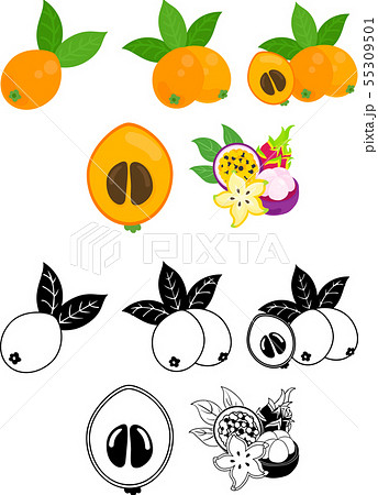 Cute Icons Of Loquat And Tropical Fruits Stock Illustration