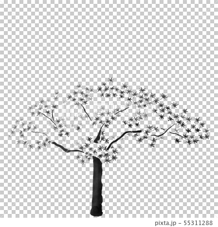 もみじ 紅葉 秋 イラスト のイラスト素材 55311288 Pixta