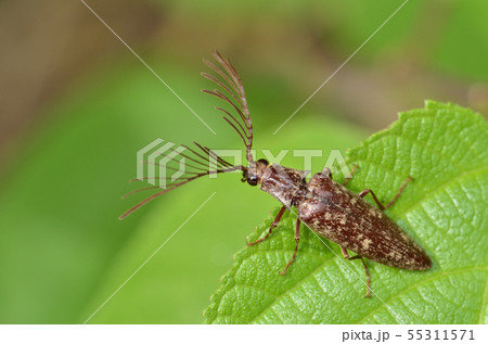 ヒゲコメツキ 55311571