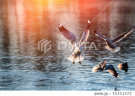 Sea gull morning fly city scape cold air nature  55311572