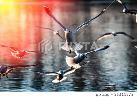 Sea gull morning fly city scape cold air nature Sea gull morning fly city scape cold air nature 55311578