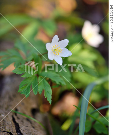 Anemone sylvestris. First spring flowers 55311664