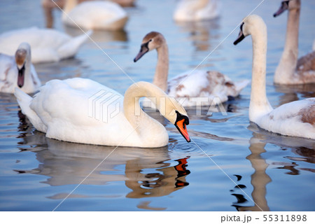 Beautiful swans (Cygnus olor) swim in blue water. 55311898