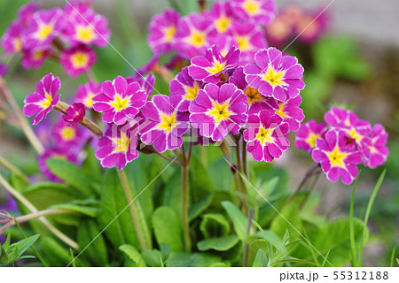 Spring flowers of Primula juliae (Julias Primrose) Spring flowers of Primula juliae (Julias Primrose) 55312188
