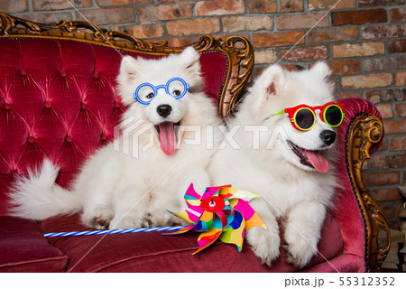 Funny white Samoyed dogs on the red luxury couch 55312352