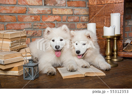 Two White fluffy Samoyed puppies dogs with book Two White fluffy Samoyed puppies dogs with book 55312353
