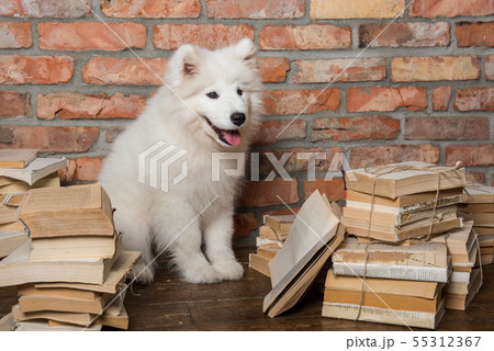 White fluffy Samoyed puppy dog with book White fluffy Samoyed puppy dog with book 55312367