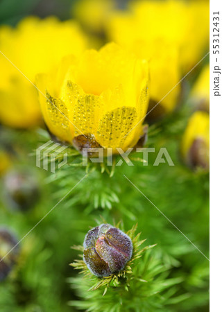 Adonis vernalis with drops of dew Adonis vernalis with drops of dew 55312431