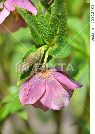 Beautiful pink Helleborus with drops of dew Beautiful pink Helleborus with drops of dew 55312435