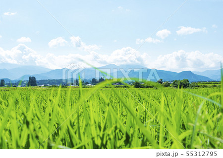蔵王 蔵王連峰 稲 田んぼ 田舎 東北地方 蔵王 蔵王連峰 稲 田んぼ 田舎 東北地方 55312795