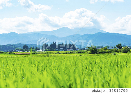 蔵王 蔵王連峰 稲 田んぼ 田舎 東北地方 蔵王 蔵王連峰 稲 田んぼ 田舎 東北地方 55312796