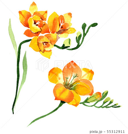 Yellow Freesia Floral Botanical Flowers のイラスト素材