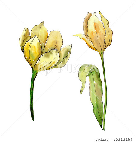 Tulip floral botanical flowers. Watercolor background illustration set. Isolated tulips illustration 55313164