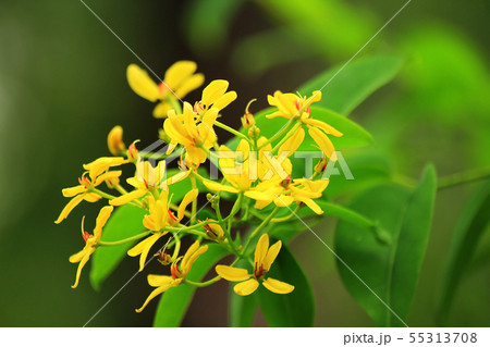 Oncidium orchids have small flowers and stems. 55313708