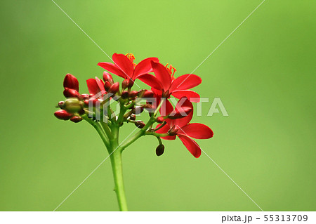 Warszewiczia is a flowering plant in the Rubiaceae 55313709