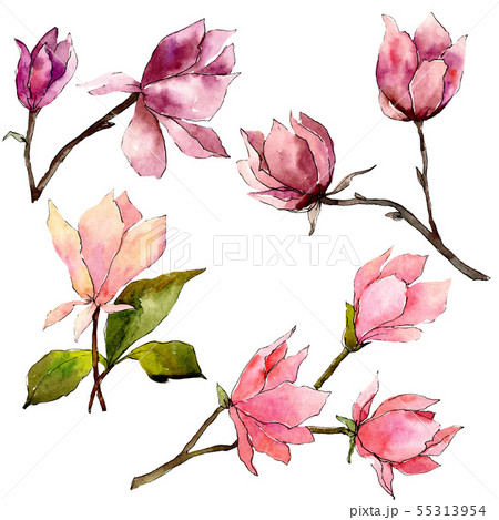 Pink magnolia floral botanical flowers. Watercolor background illustration set. Isolated magnolia Pink magnolia floral botanical flowers. Watercolor background illustration set. Isolated magnolia 55313954