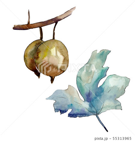 Gooseberry healthy food isolated. Watercolor background illustration set. Isolated berry Gooseberry healthy food isolated. Watercolor background illustration set. Isolated berry 55313965