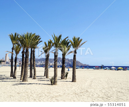 Poniente beach in Benidorm 55314051