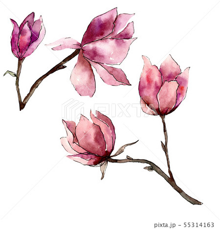 Pink magnolia floral botanical flowers. Watercolor background illustration set. Isolated magnolia 55314163