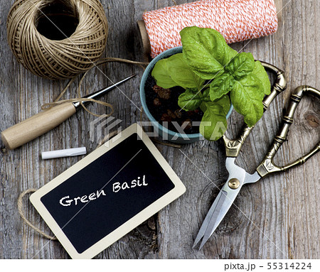 Planting Green Basil 55314224