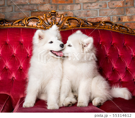 Samoyed dogs are kissing on the red luxury couch Samoyed dogs are kissing on the red luxury couch 55314612
