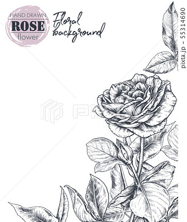Vector template for greeting card or invitation with hand drawn rose flowers Vector template for greeting card or invitation with hand drawn rose flowers 55314690