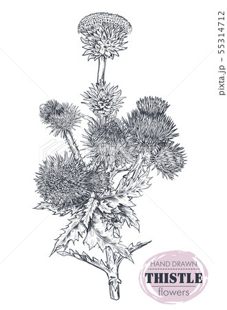 Vector Hand Drawn Thistle Or Carduus Plant のイラスト素材