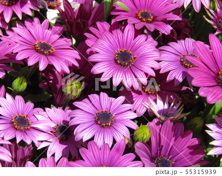 4 5月の春に咲く紫色の花 キク科宿根草のオステオスペルマム の写真素材