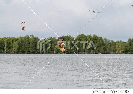 Red eagle eat on the sea in nature at thailand 55316403