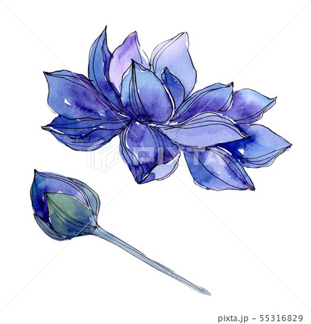 Blue Lotus Floral Botanical Flowers Watercolor のイラスト素材