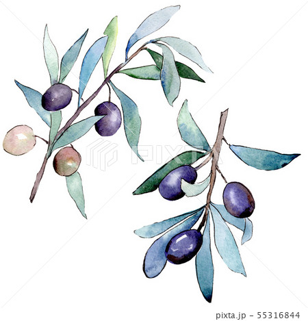 Olive branch with black fruit. Watercolor background illustration set. Isolated olives illustration 55316844