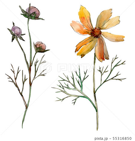 Cosmos flower floral botanical flowers. Watercolor background illustration set. Isolated flower Cosmos flower floral botanical flowers. Watercolor background illustration set. Isolated flower 55316850