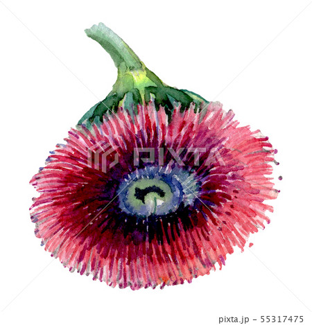 Eucaliptus floral botanical flower. Watercolor background illustration set. Isolated eucaliptus Eucaliptus floral botanical flower. Watercolor background illustration set. Isolated eucaliptus 55317475
