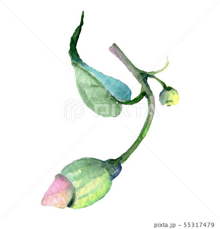 Eucaliptus floral botanical flower. Watercolor background illustration set. Isolated eucaliptus 55317479
