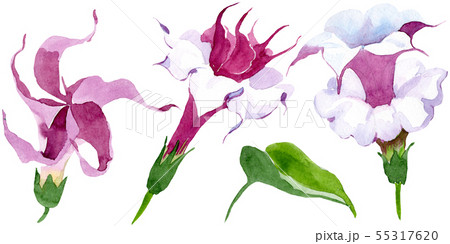 Brugmansia floral botanical flowers. Watercolor background illustration set. Isolated brugmansia 55317620